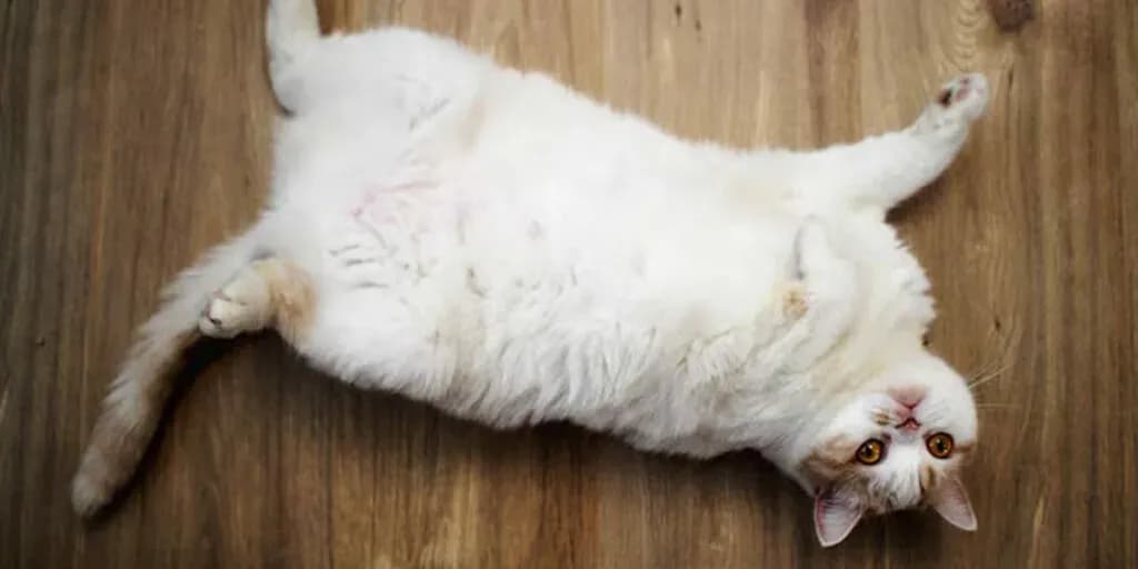 post-understanding-margin-and-free-margin-in-forex-trading-a-comprehensive-guide-image